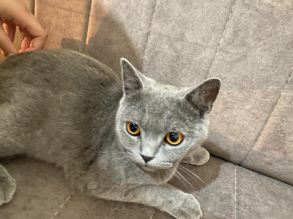 Кошка британец Пуша