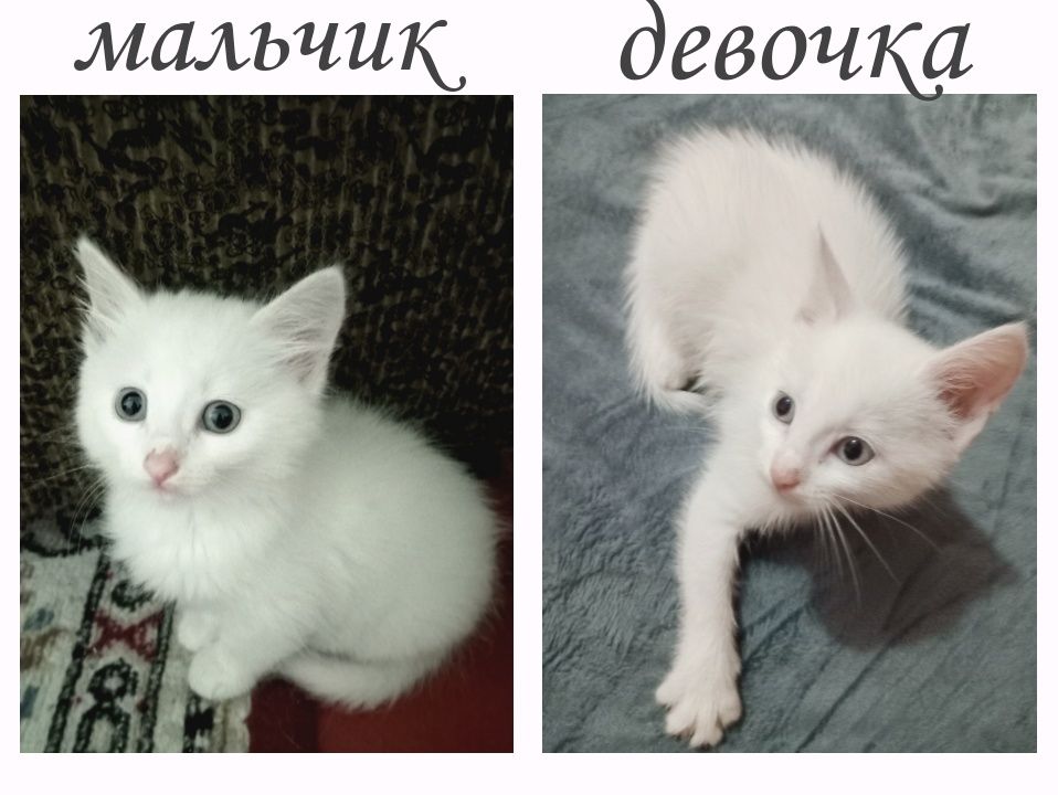 Отдаем котят в добрые руки!