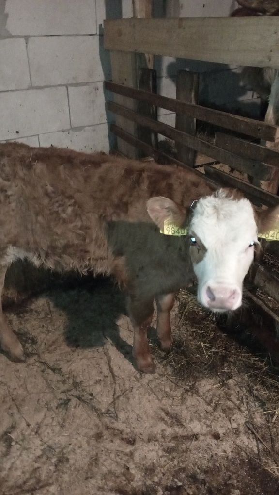 Vând junici la prima fătare și vitei înțărcați