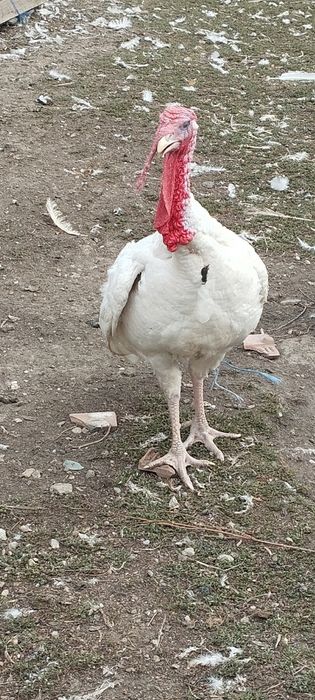 Vând curcani de casa