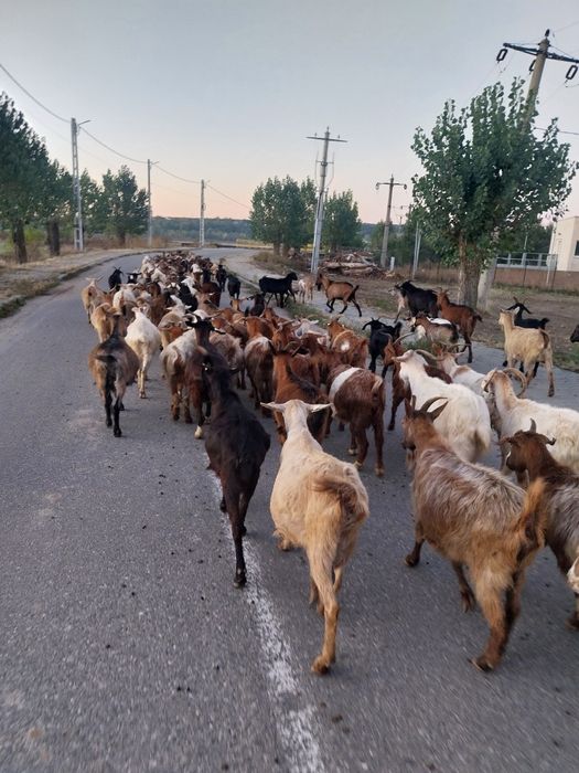 Oi și capre de vanzare
