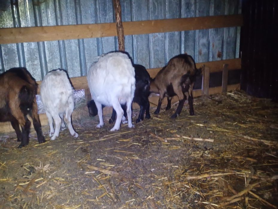 Vând 5 capre gestante