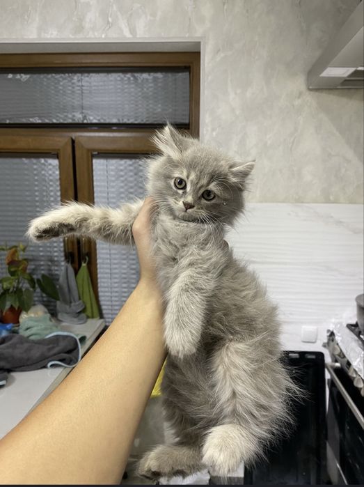 Кошка с гарантией