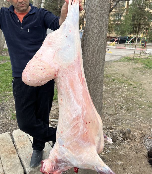 Qo’chqorlar, qassob xizmati