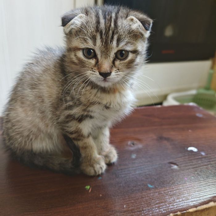 Котята, 1,5 месяца