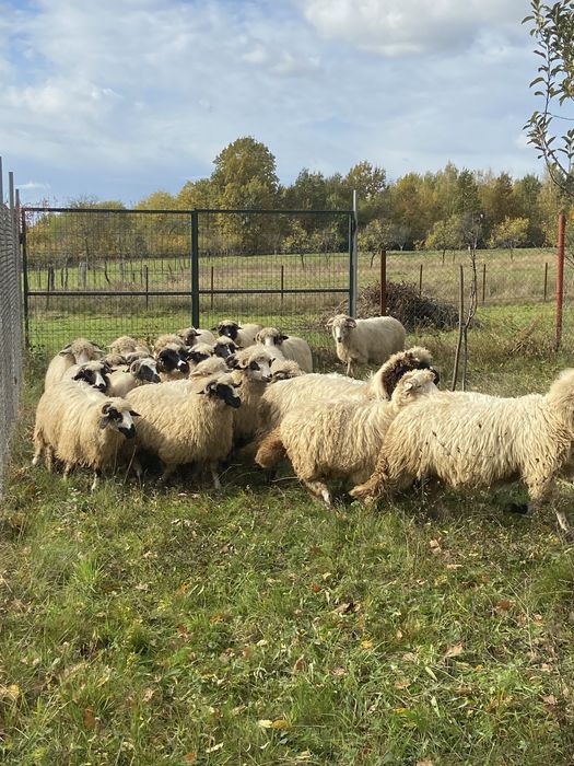 Oi tinere de vanzare