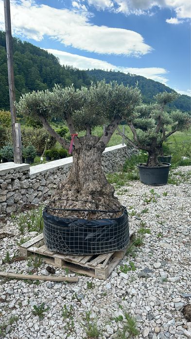 Maslini seculari plante ornanentale