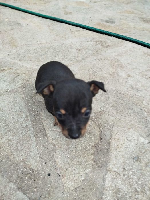 Малки пинчерчета