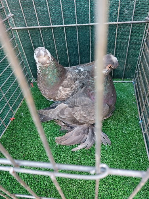 Jucatori de Botosani de vanzare