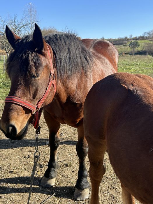 De vanzare iapa de 4 cu mqnza de 6 luni