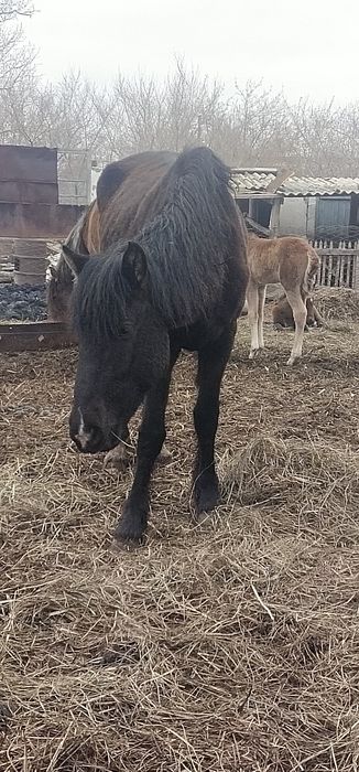 Кобыла возрос 6лет