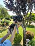 Yorkshire terrier mini mascul