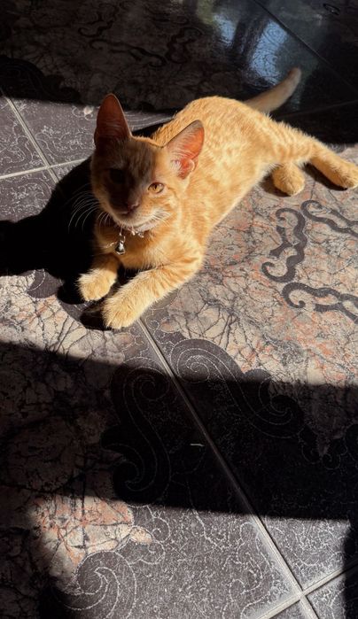 Dau spre adopție Pisica de 6 luni