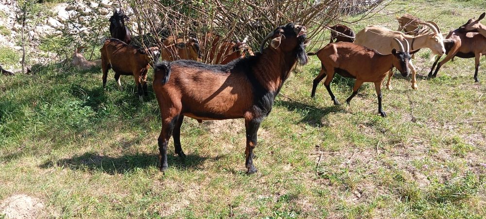 Vând turma  mica de capre