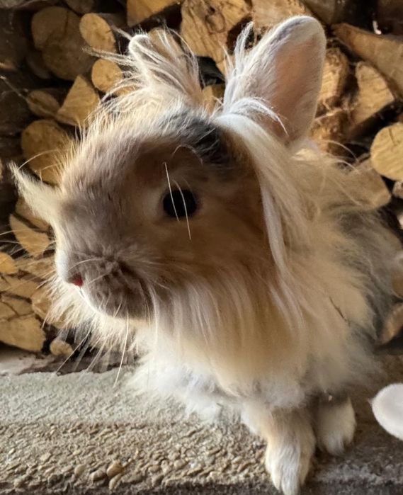 2 iepuroaice, rasa cap de leu