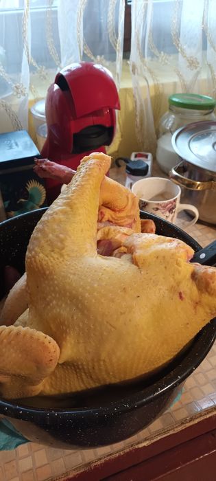 Vând găini și cocoși