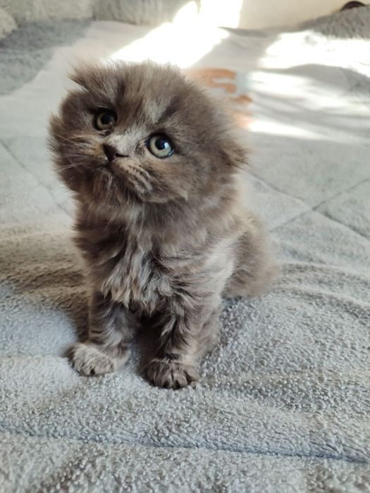 котенок скотиш фолд девочка хайленд