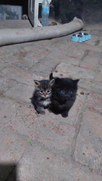 Котята домашние пушистые.
