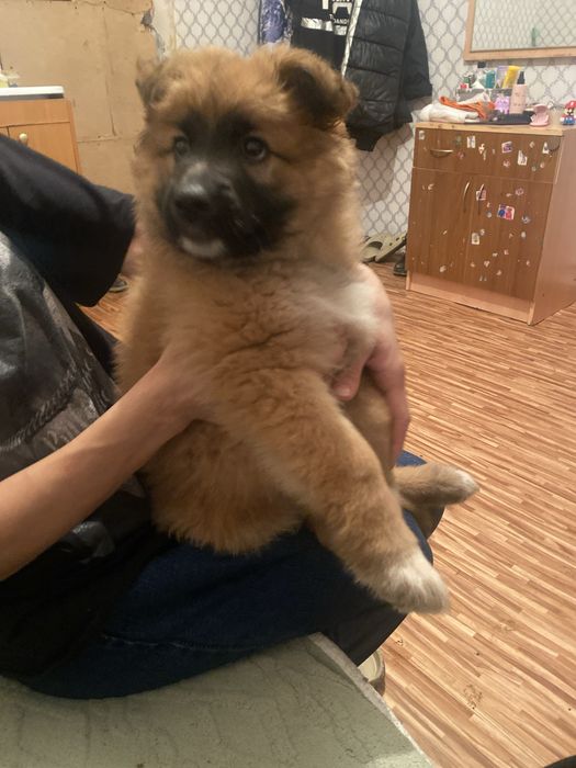 Продам щенков кавказской овчарки