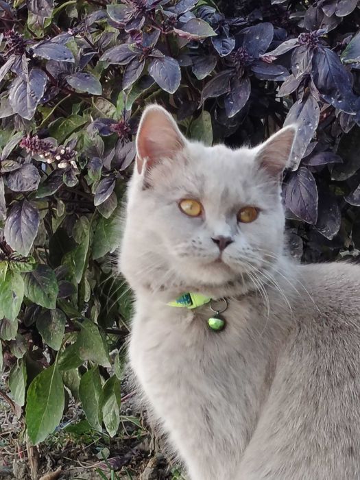 Скоттиш страйт Мушук