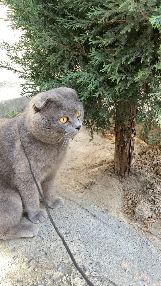 Scottish fold erkak