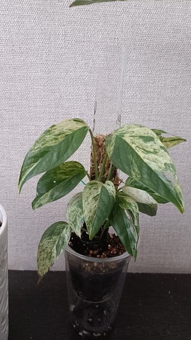 Эпипремнум Пинатум