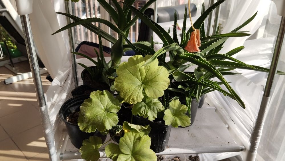 Микс цветя мушкато сакъз каланхое алое и др