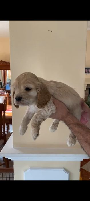 Cocker spaniel  auriu