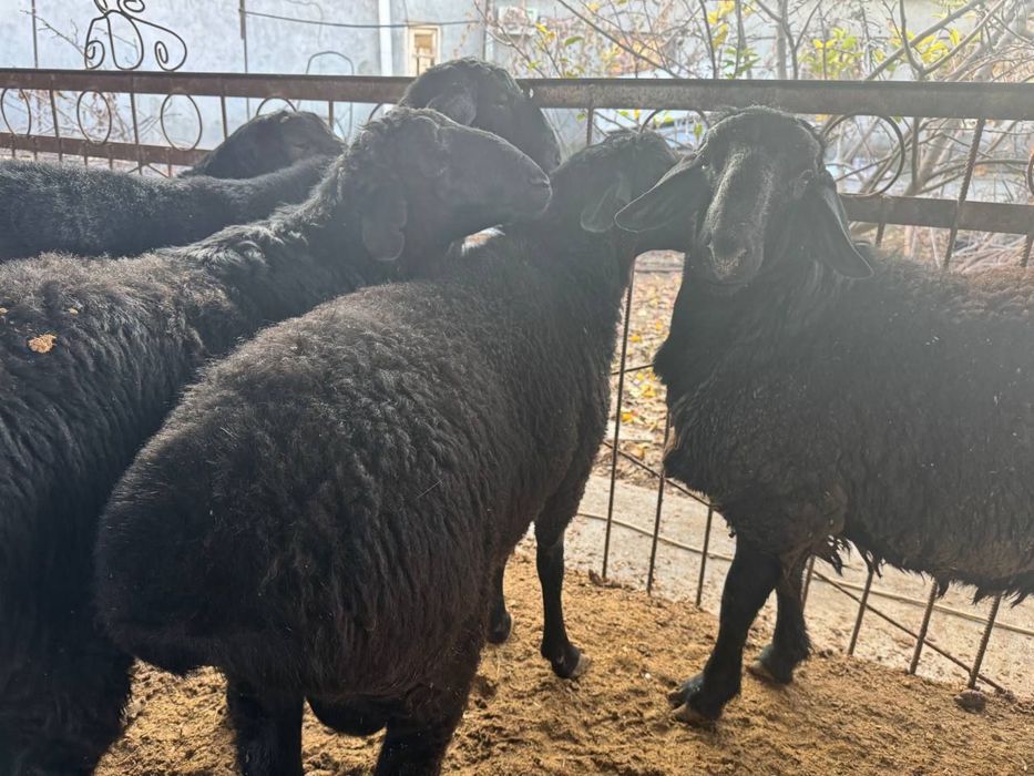 Soğlom qòchqorlar va Qassob xizmati