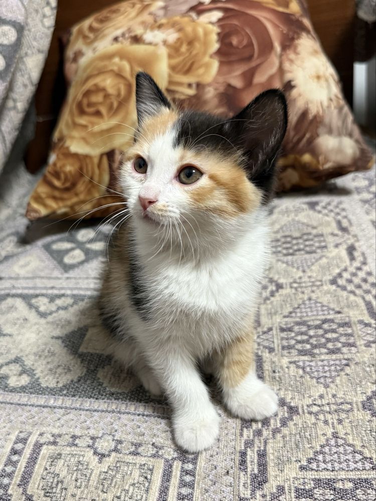 Отдам котят в добрые руки