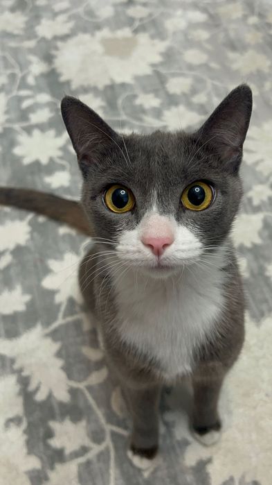 Пристраиваю красивую кошку