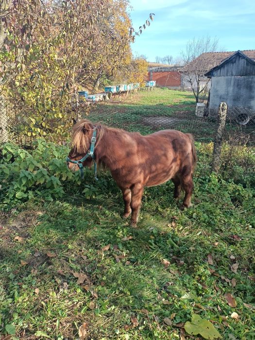 Vând Poneită cu vârsta de 8 ani
