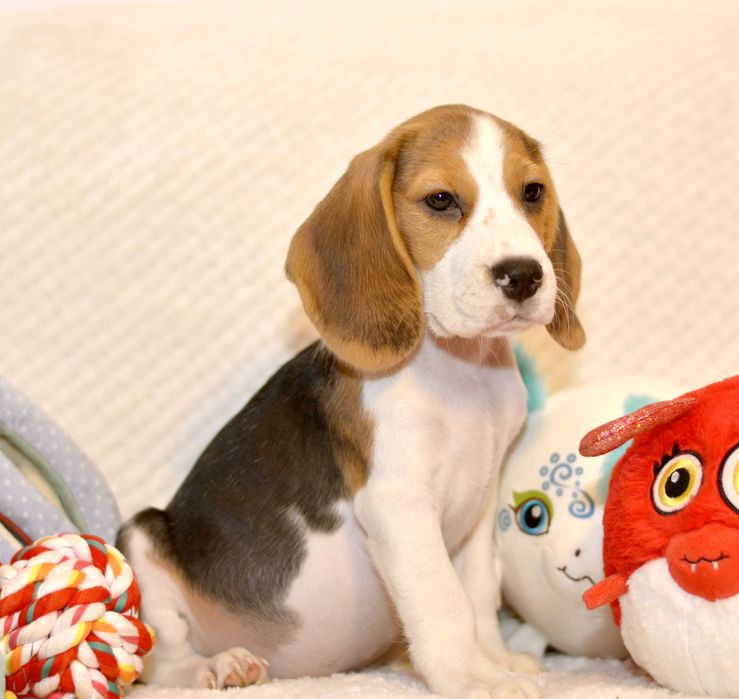 Pui Beagle tricolor din parinti cu pedigree