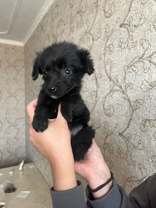 Хадияга кучукча 2 ойлик