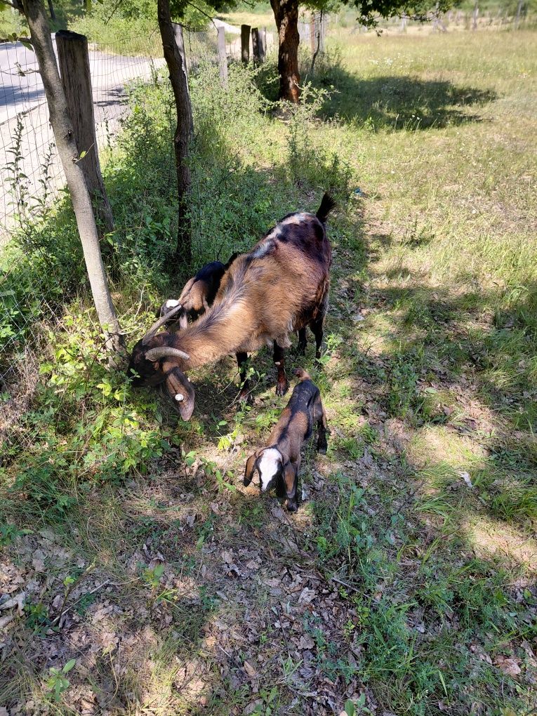 De vânzare țăpișor anglonubian