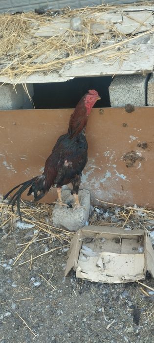 1 tulaklovda narx kelishamiz