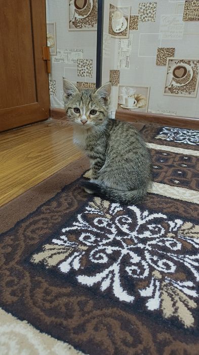 Кошки бесплатно отдам даром