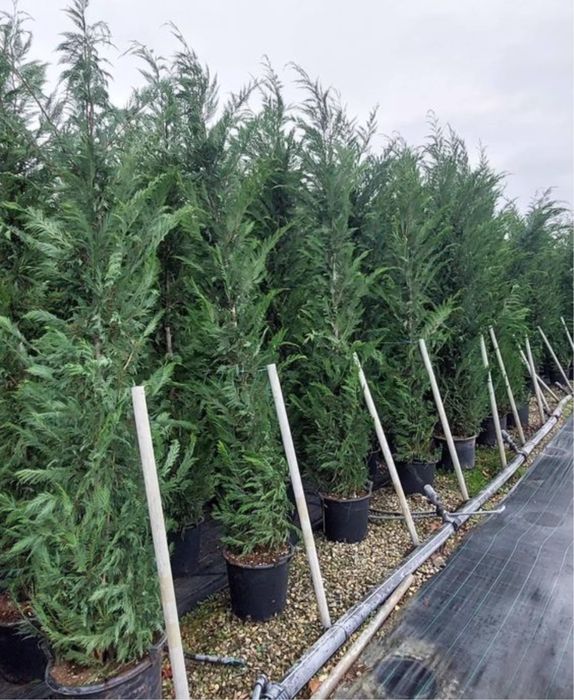 Plante ornamentale de orice soi