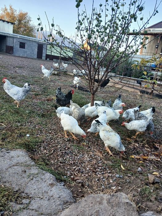 Куры адлерские барковской