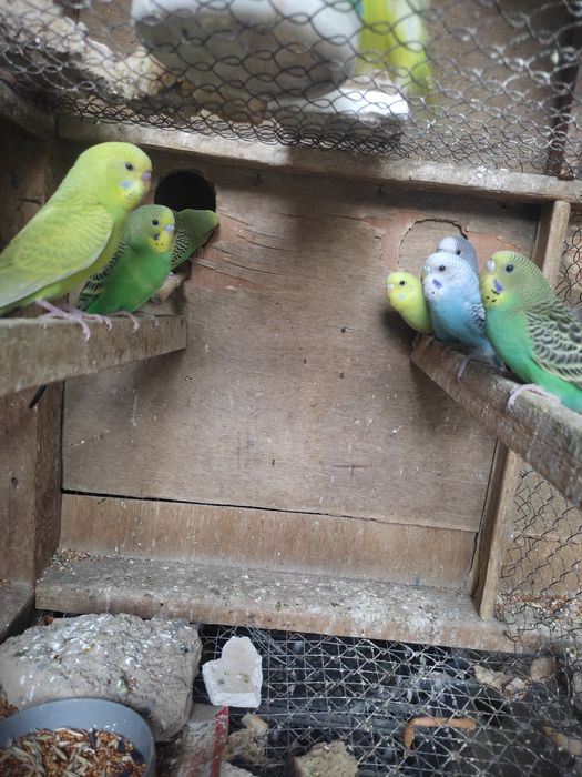 Valnistniy toʻti qushlar