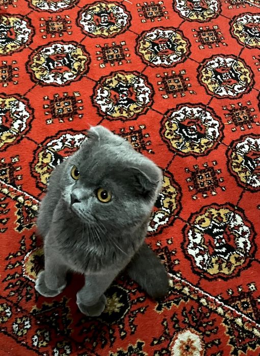 Scottish Fold, sotiladi!