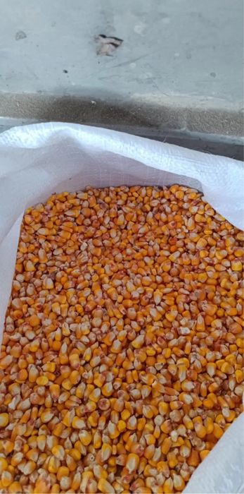 Vand potumb boabe 1.20