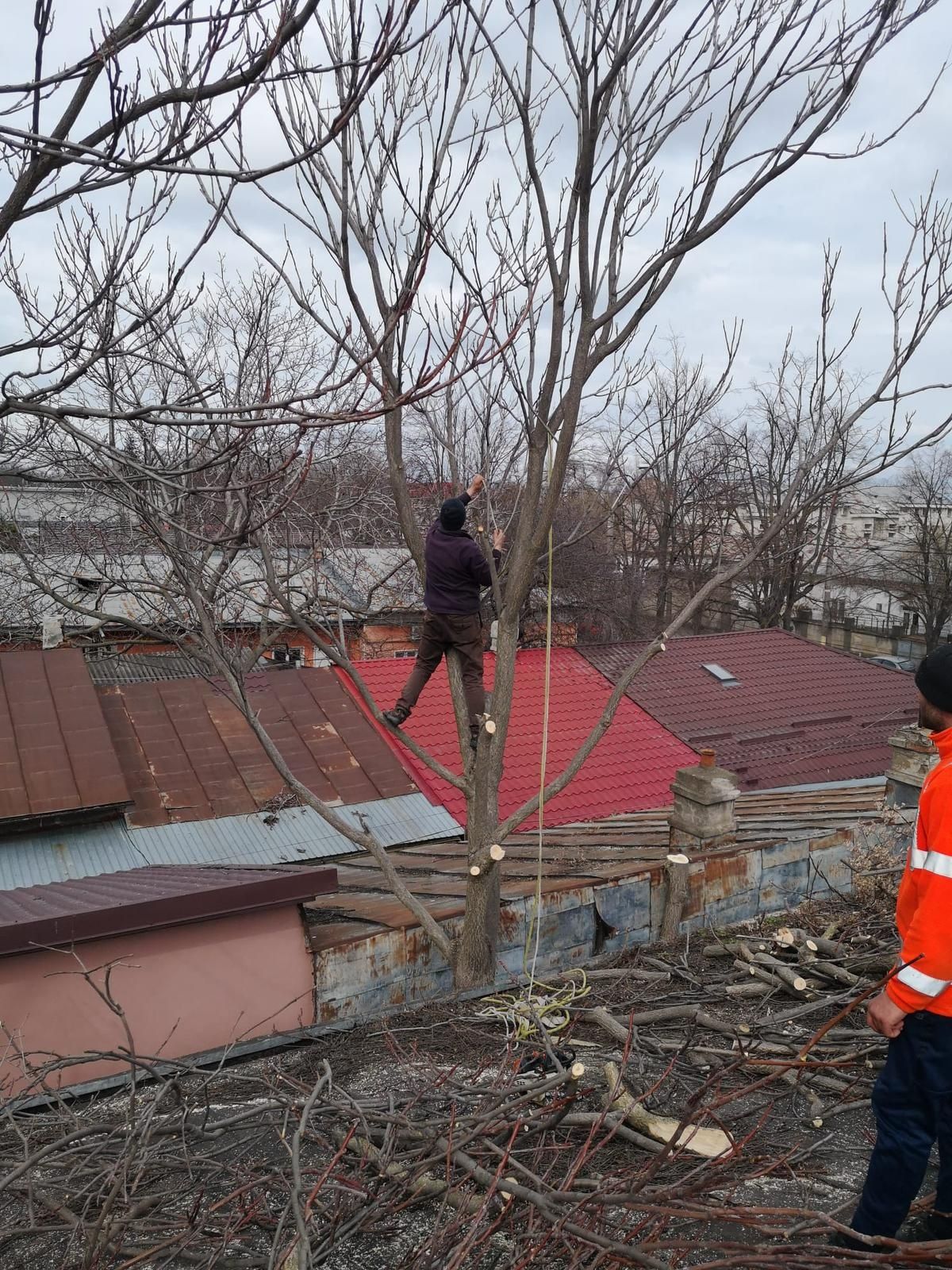 Arborist/Tăiem Copaci Foarte Periculoși