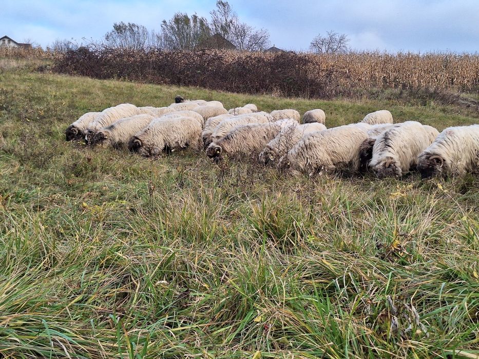 Vand oi rasa turcana