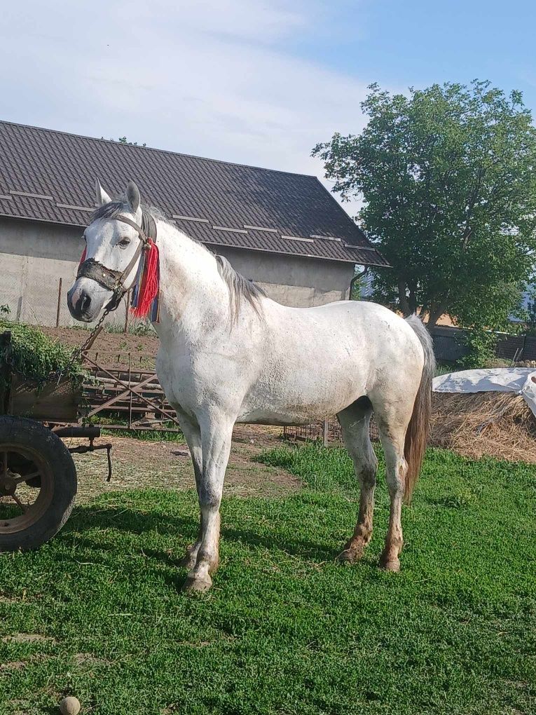 Vând armăsar cuminte