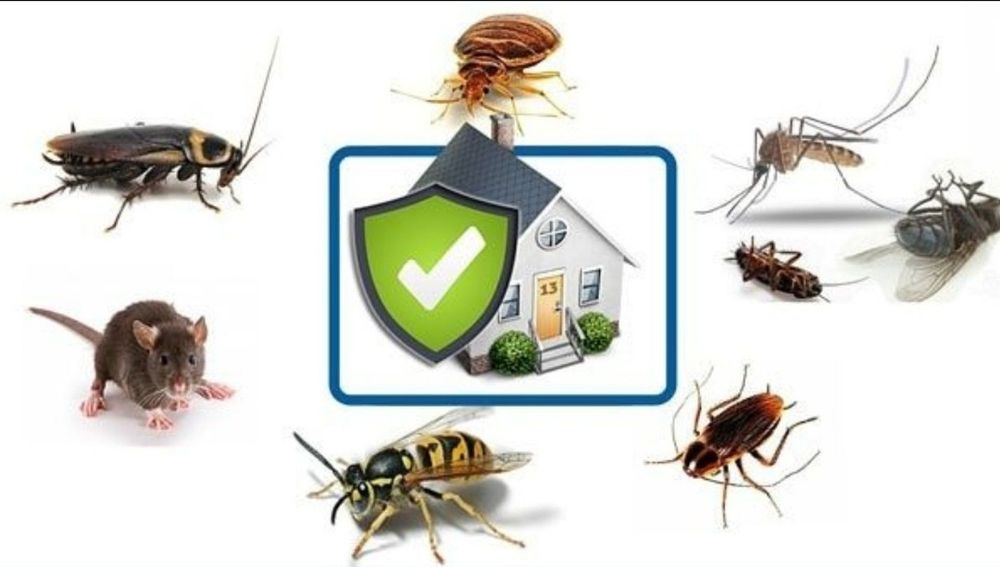 Эффективная Обработка от Клопы, Кандала, Тараканы. Дезинфекция.