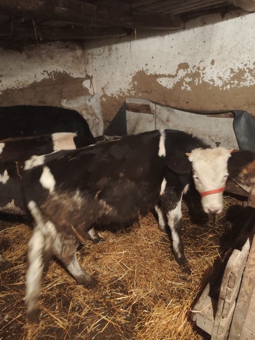 Vând trei tăurași