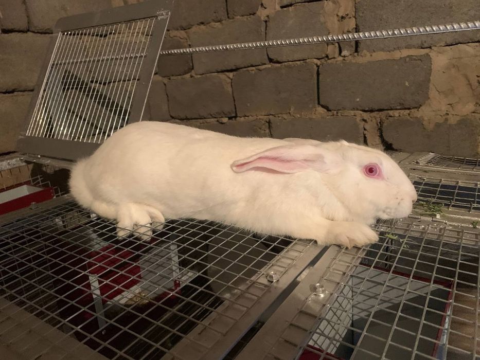 Кролики Quyon bolasi