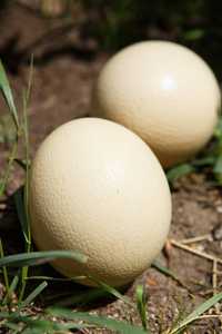 Oua de struți pentru consum sau incubat.