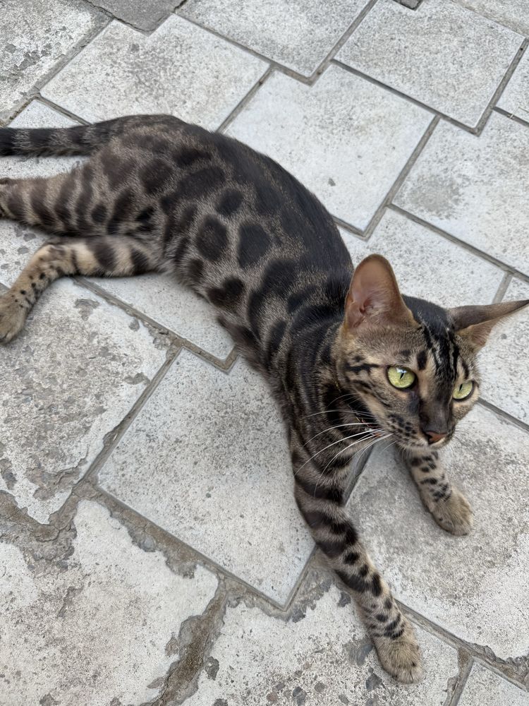 Продается Бенгальская кошка